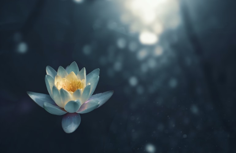 Çiçekler ile Meditasyon