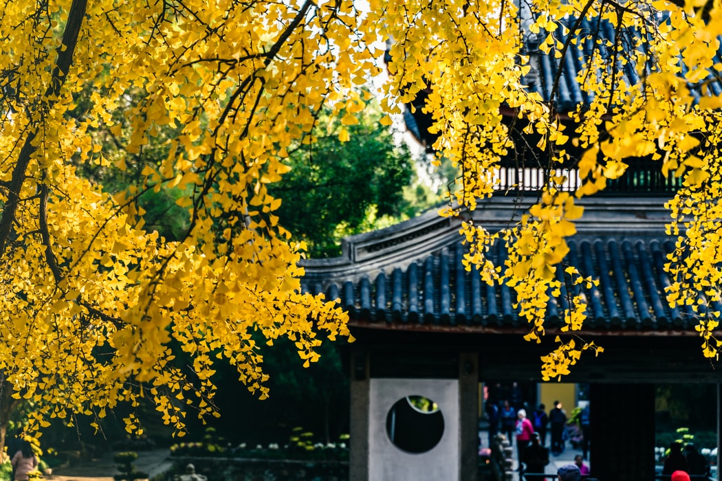 Dinozorlar Kadar Eski Olan Mabet Ağacı (Ginkgo Biloba)