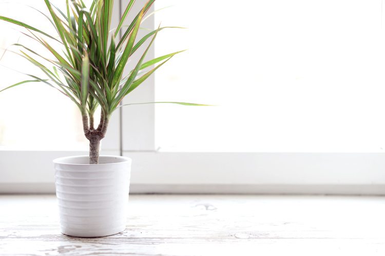 Dracena Marginata Bakımı ve Çoğaltılması
