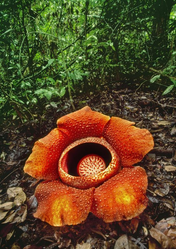 Dünyanın En Büyük Çiçeği Rafflesia