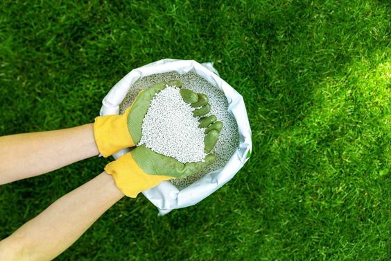 Ev Bitkilerinde Kullanılabilecek Doğal Gübreler
