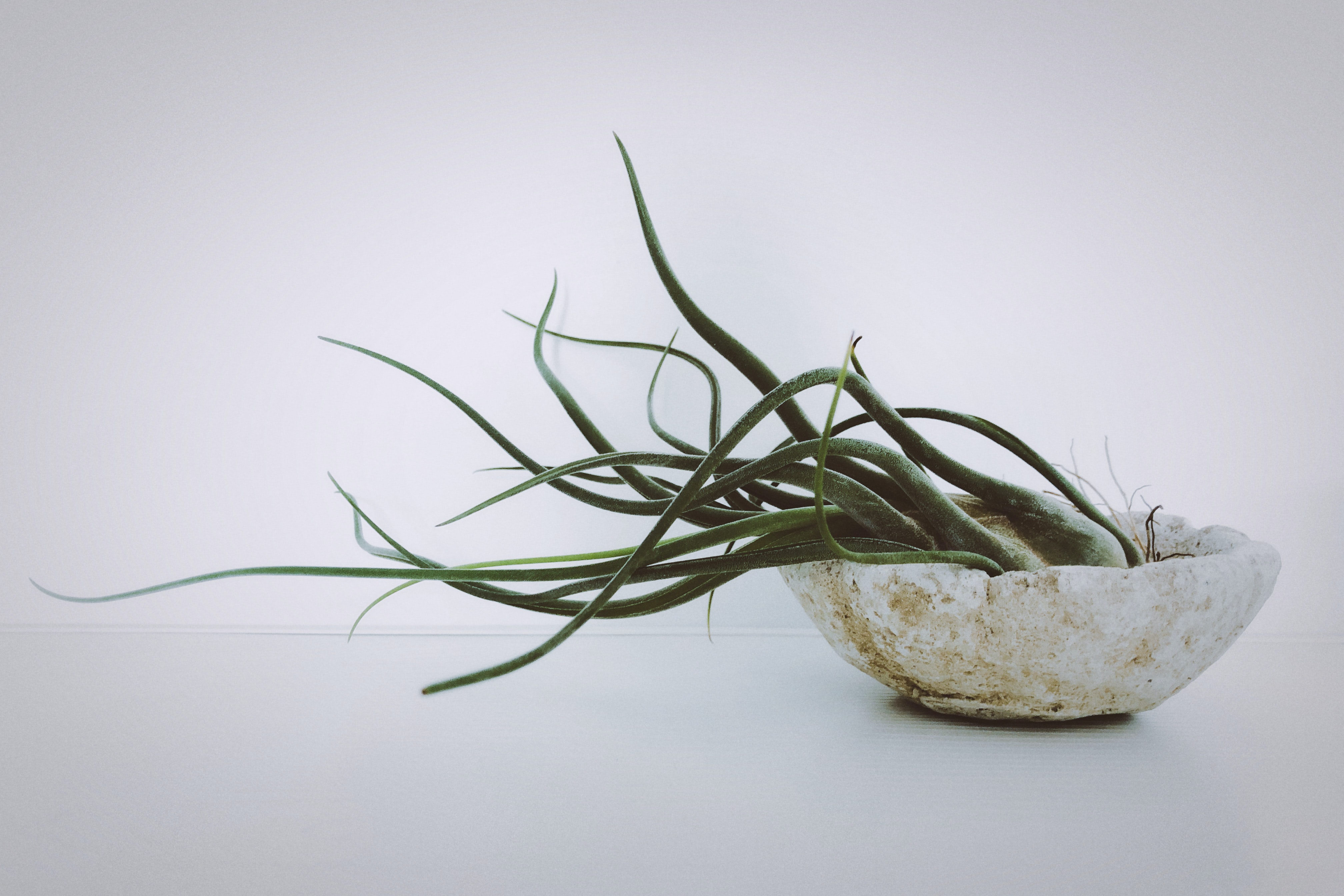 Hava Bitkisi; Tillandsia
