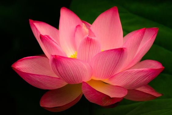 Lotus Çiçeğinin Anlamı ve Özellikleri