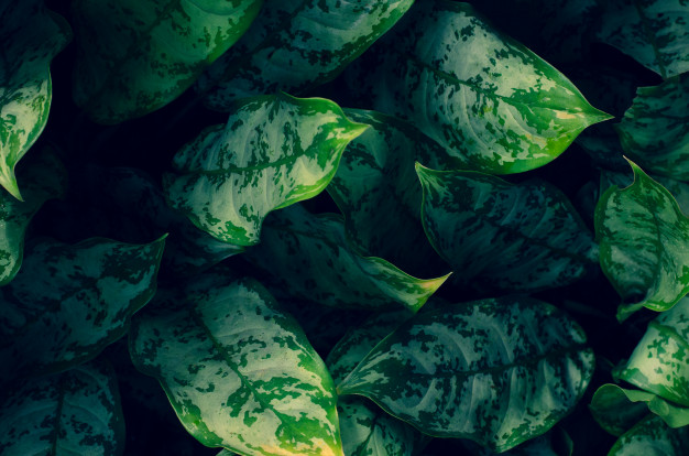 Maranta Bitkisinin Bakımı ve Onarımı