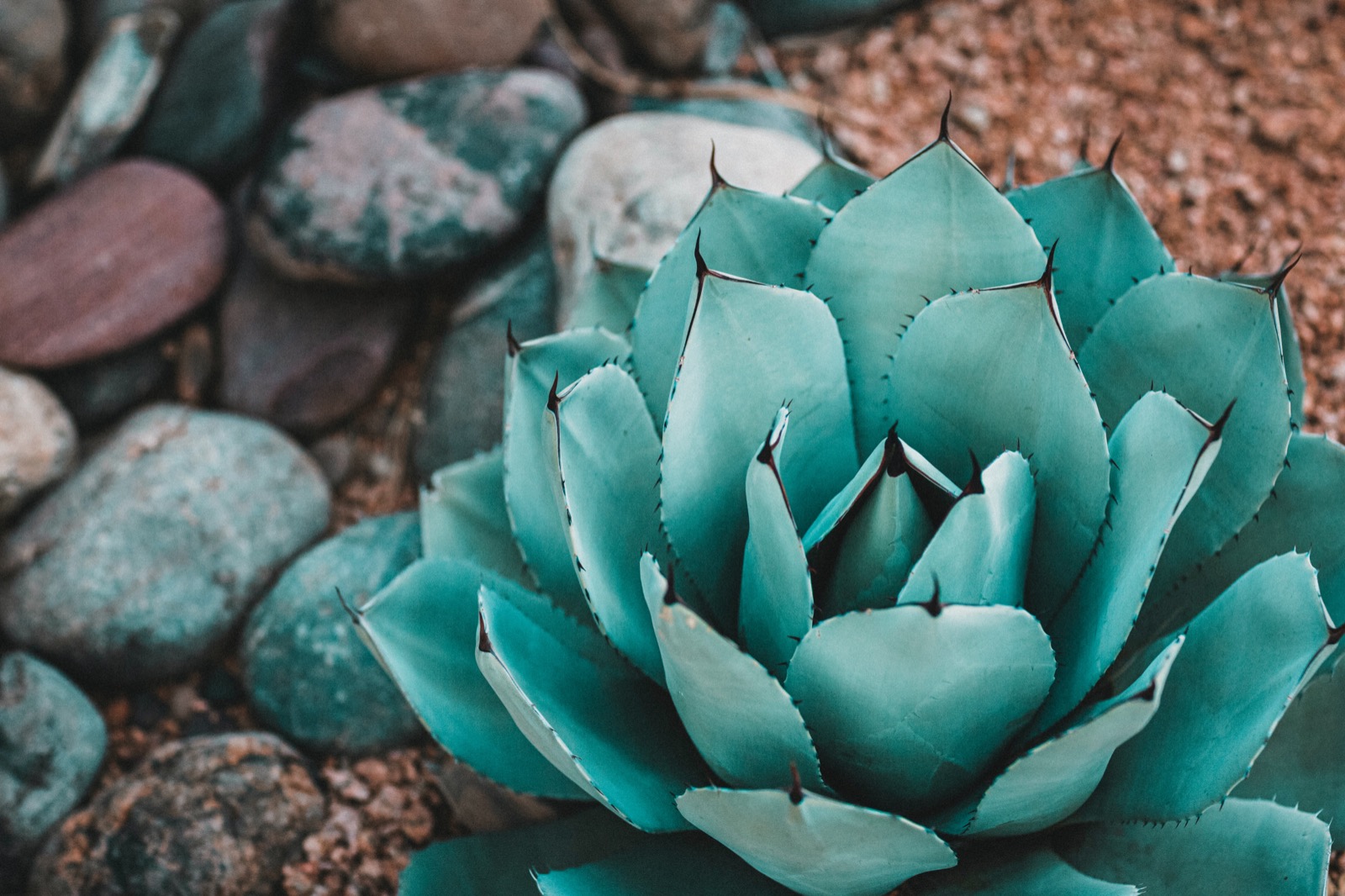 Ömründe Bir Kez Çiçek Açan Bitki; Agave