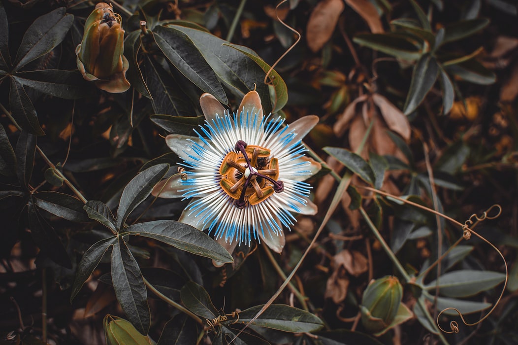 Passiflora (Çarkıfelek) Bitkisi Faydaları ve Bakımı