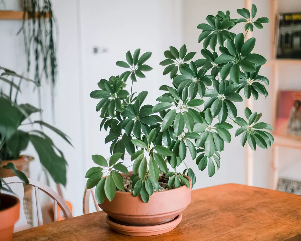Schefflera Bakımı ve Yetiştirilmesi