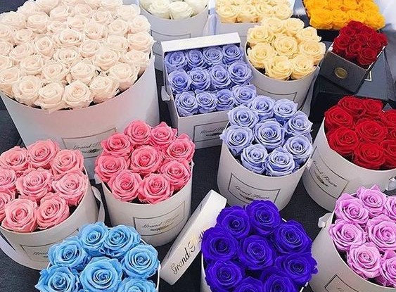 Solmayan Gül Nedir? Solmayan Gül Bakımı Nasıl Yapılır?