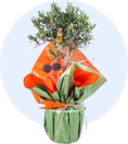 Zeytin Ağacı