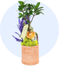 Bonsai Çiçeği