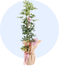 Schefflera